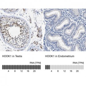 Anti-HOOK1 antibody produced in rabbit HPA018820-100UL
