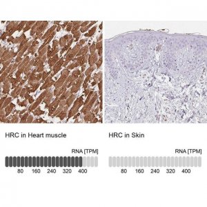 Anti-HRC antibody produced in rabbit 