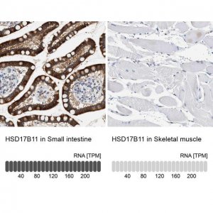 Anti-HSD17B11 antibody produced in rabbit 