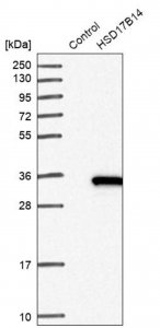 Anti-HSD17B14 antibody produced in rabbit 