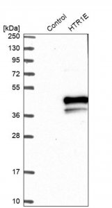 Anti-HTR1E antibody produced in rabbit 