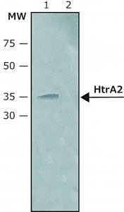 Anti-HtrA2 (C-terminal) antibody produced in rabbit 