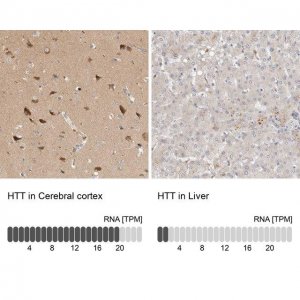 Anti-HTT antibody produced in rabbit 