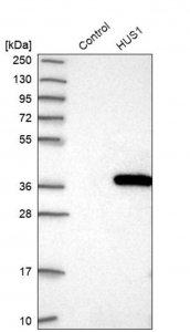 Anti-HUS1 antibody produced in rabbit HPA026787-100UL