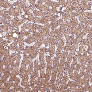 Anti-HYAL1 antibody produced in rabbit 