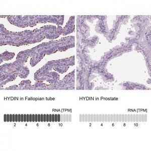 Anti-HYDIN antibody produced in rabbit 