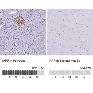 Anti-IAPP antibody produced in rabbit 