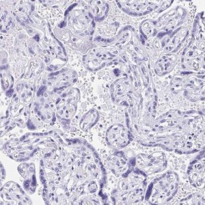 Anti-IAPP antibody produced in rabbit 