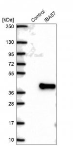 Anti-IBA57 antibody produced in rabbit HPA030555-100UL