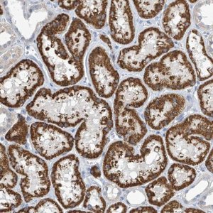 Anti-IBA57 antibody produced in rabbit HPA030555-100UL