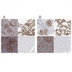 Anti-ICAM1 antibody produced in rabbit 