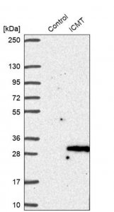 Anti-ICMT antibody produced in rabbit 