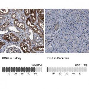 Anti-IDNK antibody produced in rabbit 