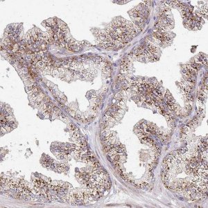 Anti-IDUA antibody produced in rabbit 