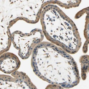Anti-IGDCC4 antibody produced in rabbit 
