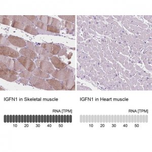 Anti-IGFN1 antibody produced in rabbit 