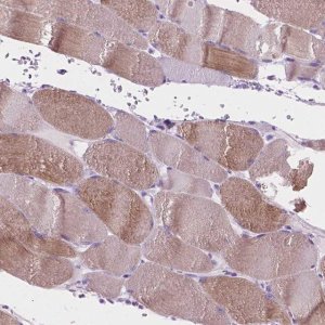 Anti-IGFN1 antibody produced in rabbit 