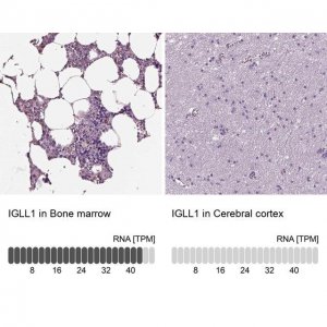 Anti-IGLL1 antibody produced in rabbit 