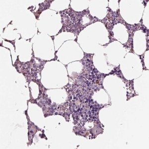 Anti-IGLL1 antibody produced in rabbit 