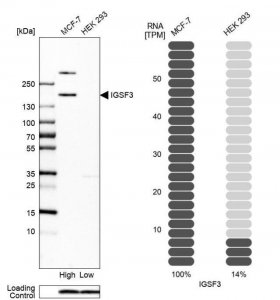 Anti-IGSF3 antibody produced in rabbit 
