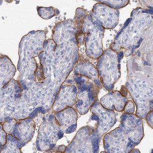 Anti-IGSF3 antibody produced in rabbit 