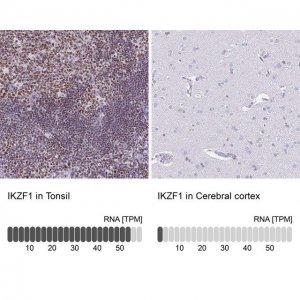 Anti-IKZF1 antibody produced in rabbit 