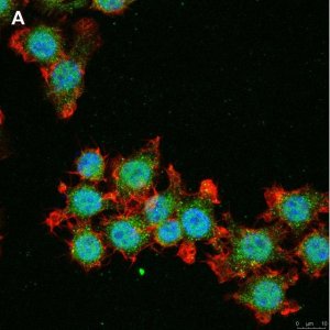 Anti-IL-33 Antibody, clone 5K9, ZooMAb� Rabbit Monoclonal 