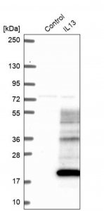 Anti-IL13 antibody produced in rabbit 