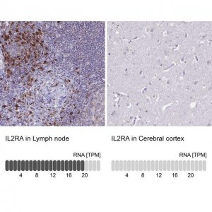 Anti-IL2RA antibody produced in rabbit 