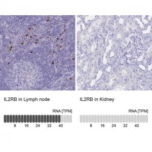 Anti-IL2RB antibody produced in rabbit 