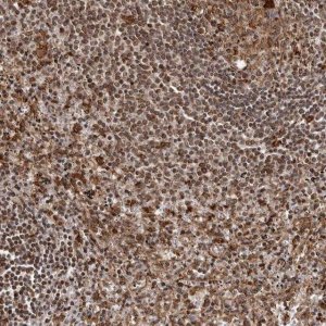 Anti-IL32 antibody produced in rabbit 