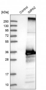 Anti-IMPA2 antibody produced in rabbit 