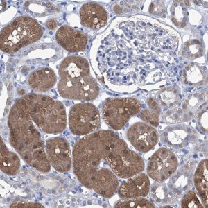 Anti-IMPA2 antibody produced in rabbit 