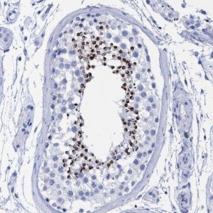 Anti-INSL6 antibody produced in rabbit 