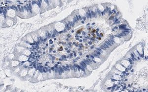 Anti-Interferon Antibody, clone 4F5 ZooMAb� Rabbit Monoclonal 