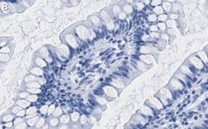 Anti-Interferon Antibody, clone 4F5 ZooMAb� Rabbit Monoclonal 
