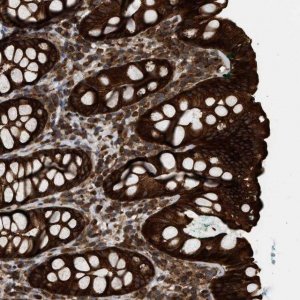 Anti-IQCE antibody produced in rabbit 