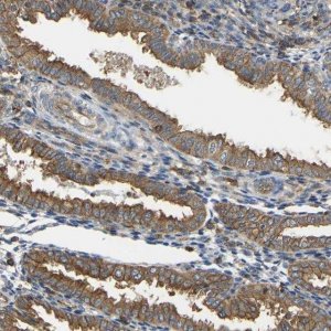 Anti-IQGAP1 antibody produced in rabbit HPA014055-100UL