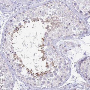 Anti-IRGC antibody produced in rabbit 
