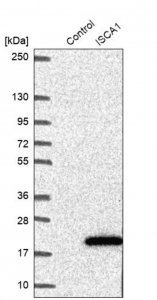 Anti-ISCA1 antibody produced in rabbit 