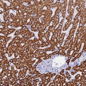 Anti-ISCA1 antibody produced in rabbit 