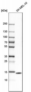 Anti-ISG15 antibody produced in rabbit 