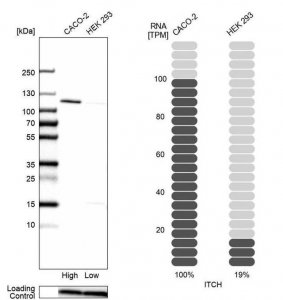 Anti-ITCH antibody produced in rabbit 