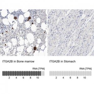 Anti-ITGA2B antibody produced in rabbit 