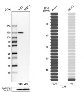 Anti-ITGA6 antibody produced in rabbit 