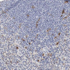 Anti-ITGAX antibody produced in rabbit 