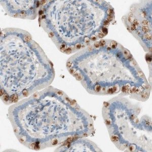 Anti-ITLN2 antibody produced in rabbit 