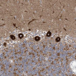 Anti-ITM2B antibody produced in rabbit 
