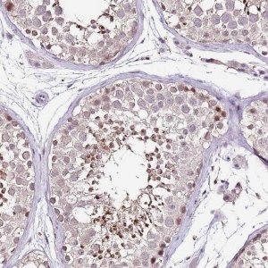 Anti-IZUMO4 antibody produced in rabbit 