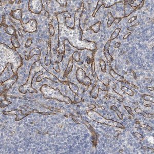 Anti-KANK3 antibody produced in rabbit 